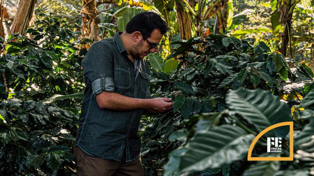 A farmer checks coffee plants on a Honduran farm