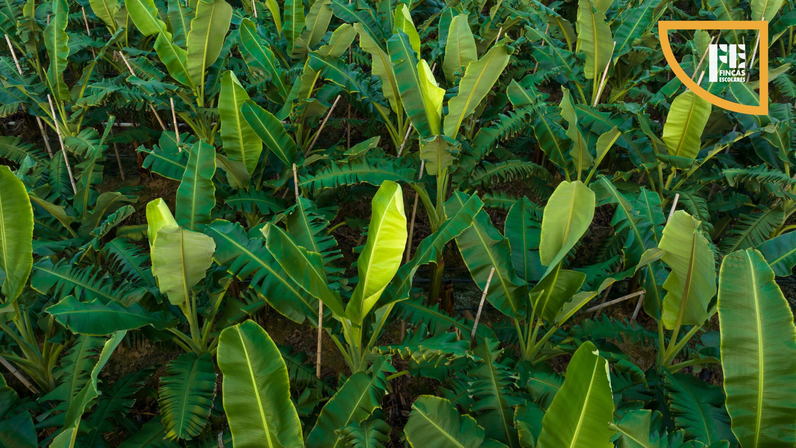 Banana plants growing on a Honduran farm