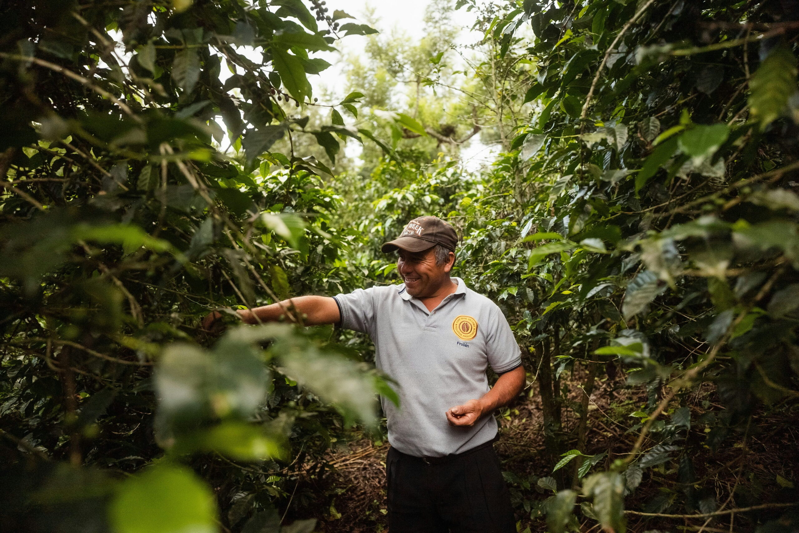 A farmer checks ripe coffee cherries
